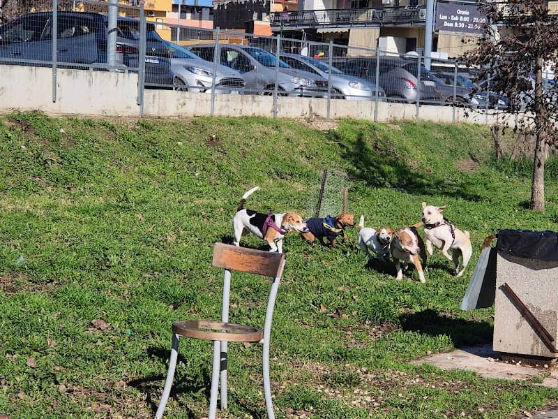 Area Cani Casoria - Image 1
