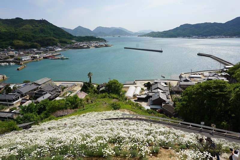 Umagami Pyrethrum Flower Field - Image 1