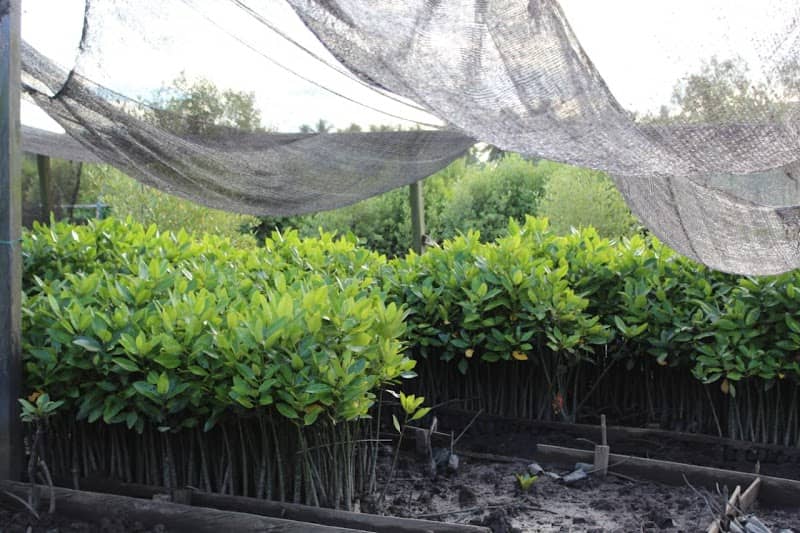 pembibitan mangrove (nursery) - Image 2
