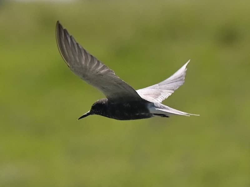 Storhoff Waterfowl Production Area - Image 1