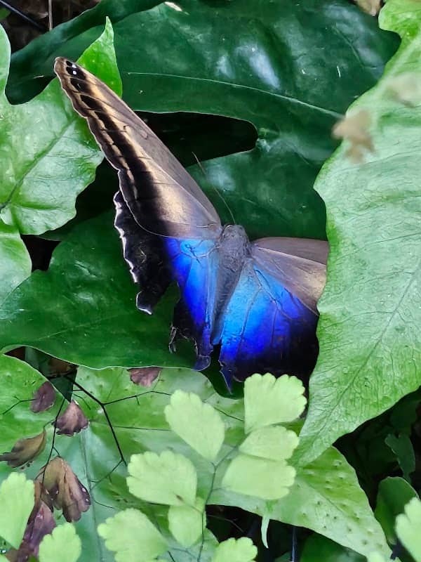 Wings of the Tropics Butterfly Conservatory - Image 1