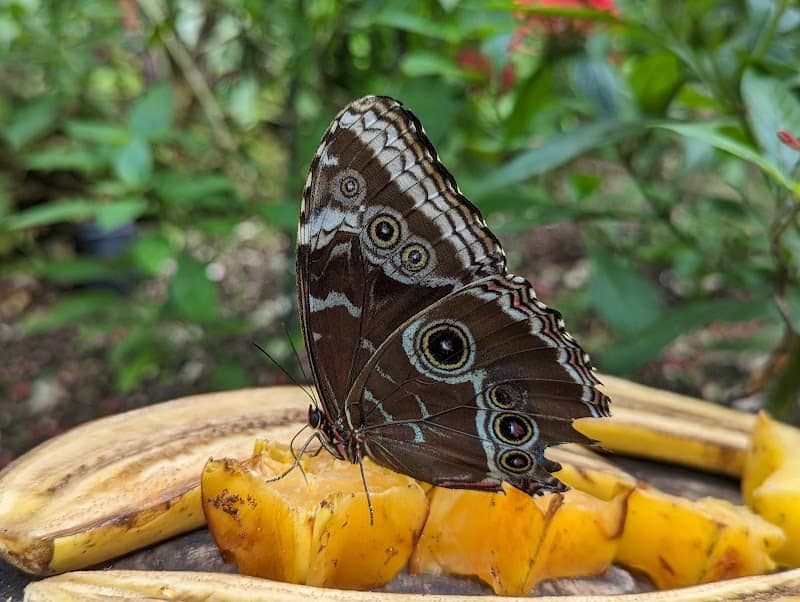 Wings of the Tropics Butterfly Conservatory - Image 3