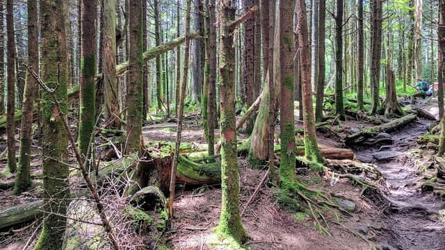 Lewis Fork Wilderness - Image 2