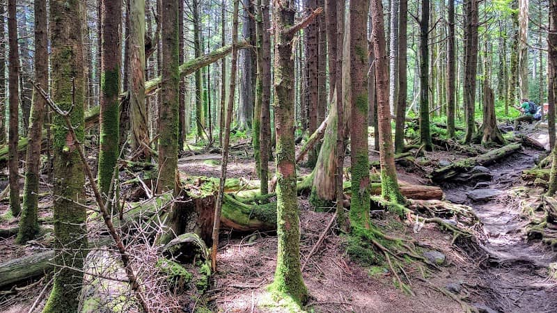 Lewis Fork Wilderness - Image 2