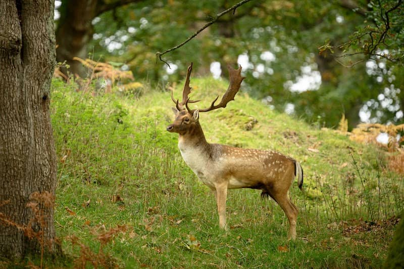 Deer park - Image 1