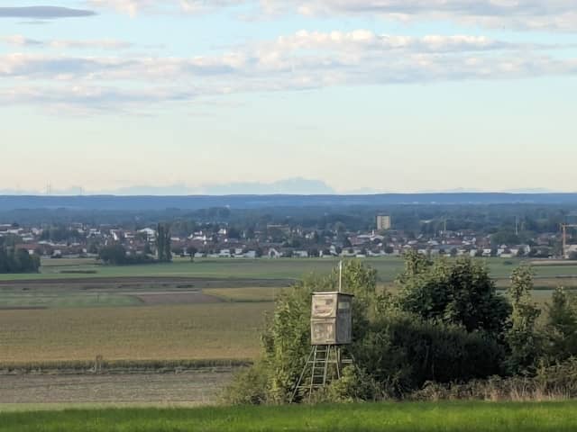 Kastanien Baum - Image 1