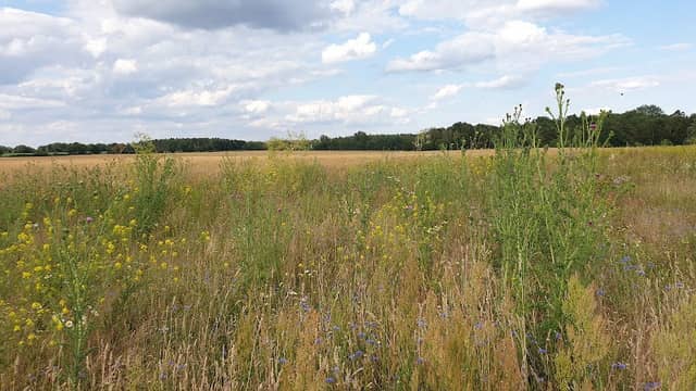 Mühlenberg Groß Machnow - Image 1