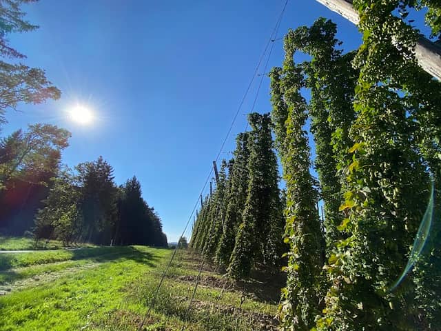Aussichtspunkt am Hopfenfeld - Image 2