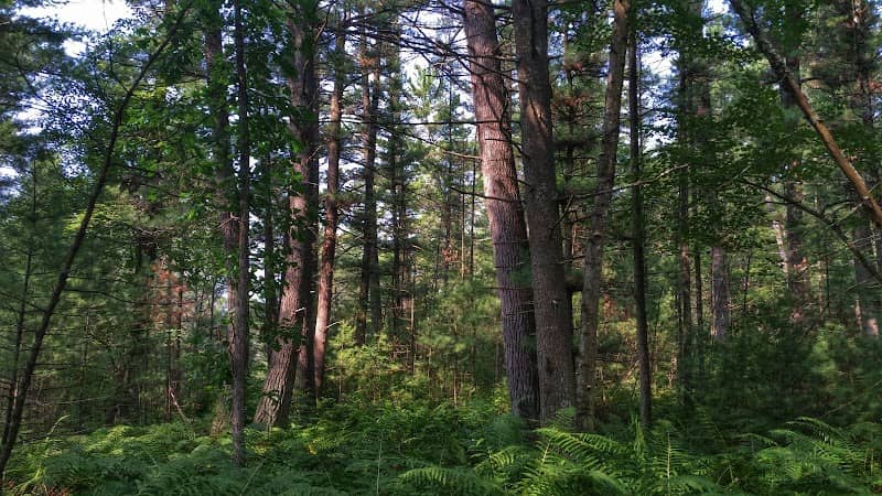 Robinson Creek Pines State Natural Area - Image 2