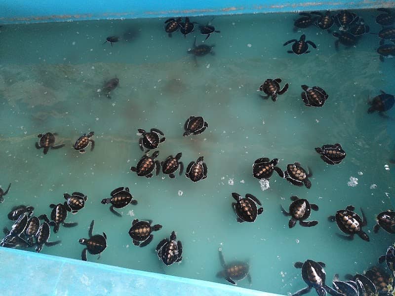 Konservasi Penyu Watu Klotok (Sea Turtle Conservation) - Image 1