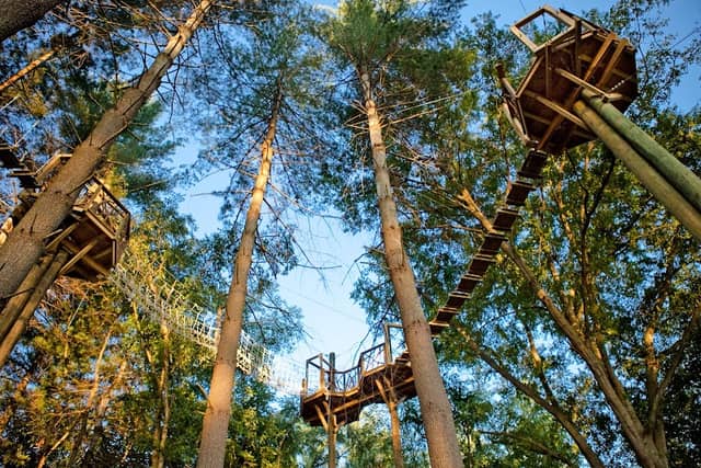Beanstalk Ziplines - Image 1