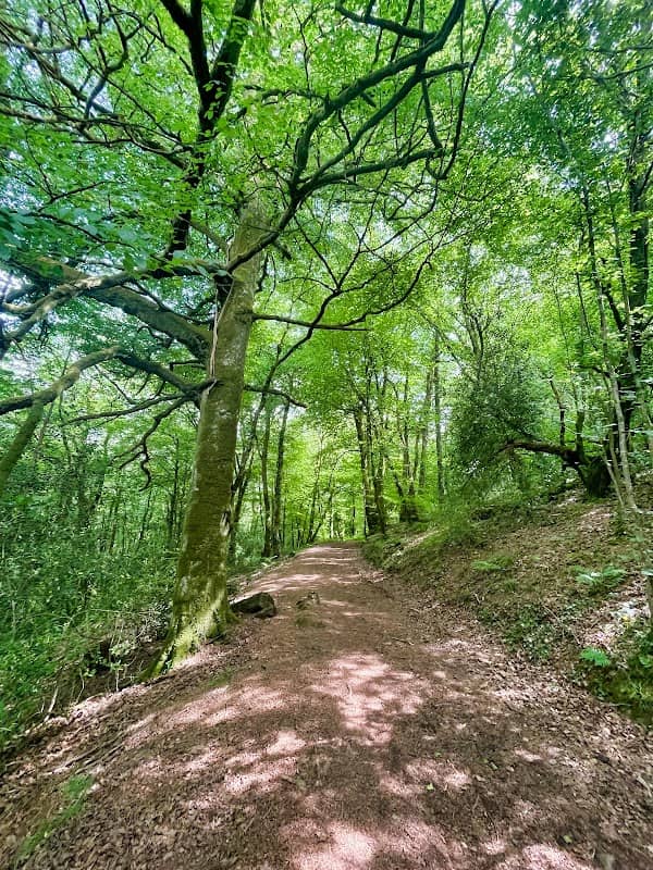 Buzzards wood - Image 1