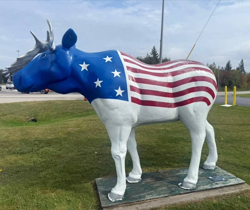All American Moose - Image 3