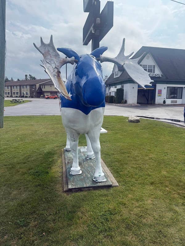 All American Moose - Image 2