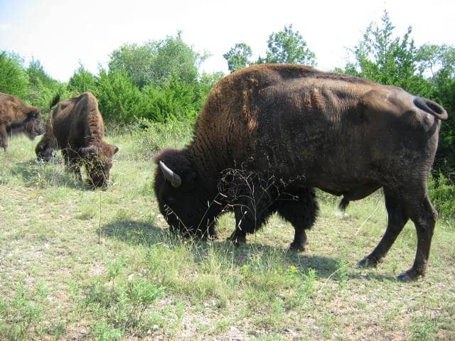 Bison Pasture Viewpoint - Image 2