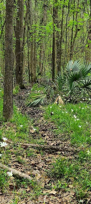 Sterling Creek Park - Image 1