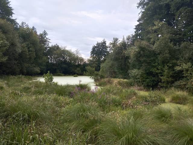 Stary Wisłok - Image 1