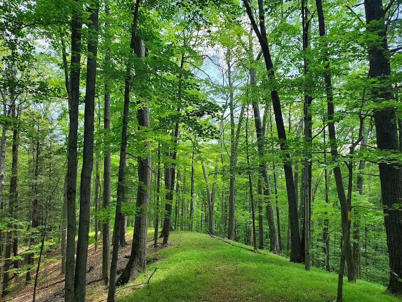 Fischer Old Growth Natural Area - Image 1