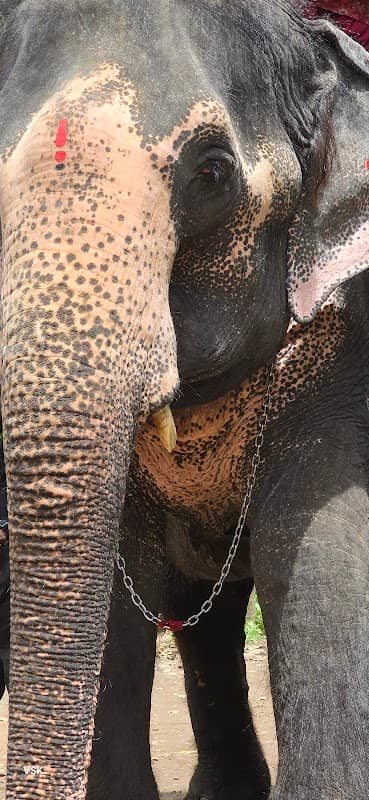 ELEPHANT SAFARI THEKKADY & TUSKER TRAIL THEKKADY - Image 2