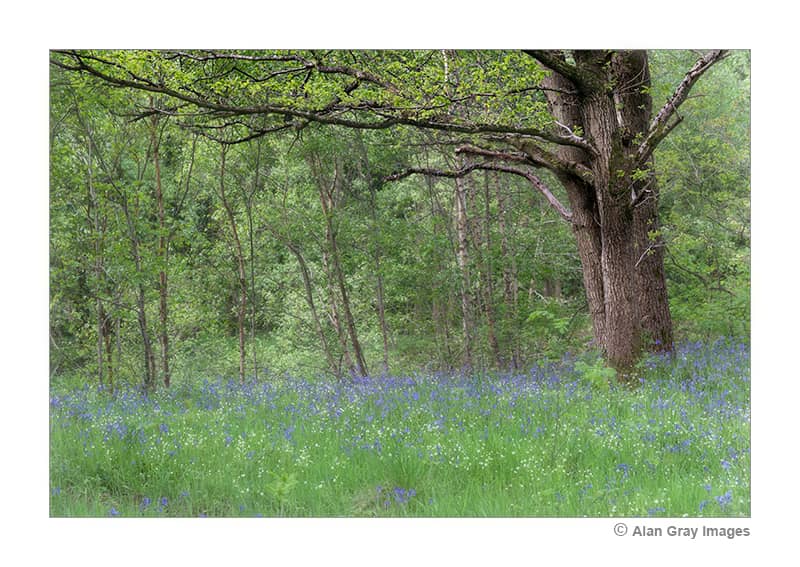 Pond Woods - Image 1