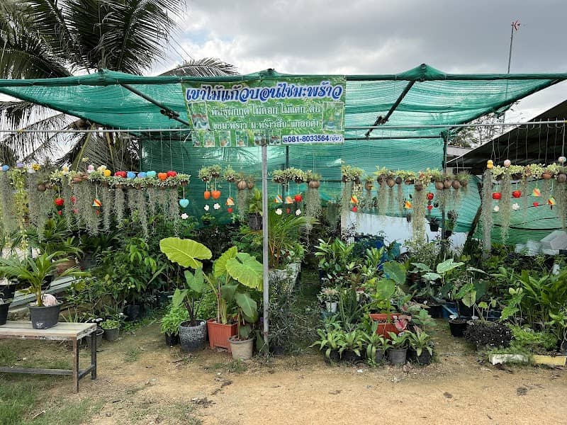 ร้านเขาไม้แก้วบอนไซมะพร้าว - Image 1