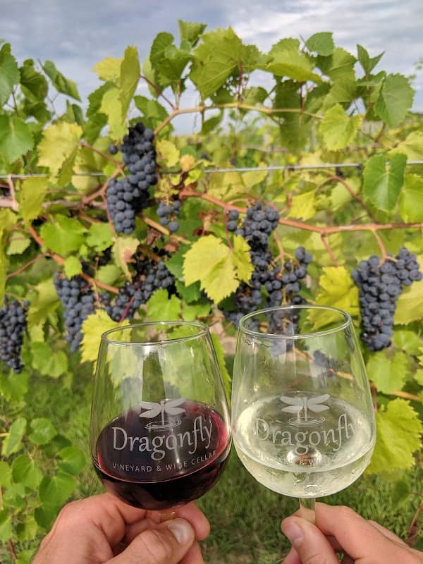 Dragonfly Vineyard and Wine Cellar - Image 1