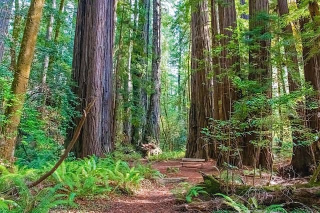 Tall Trees Grove Trailhead Parking - Image 1