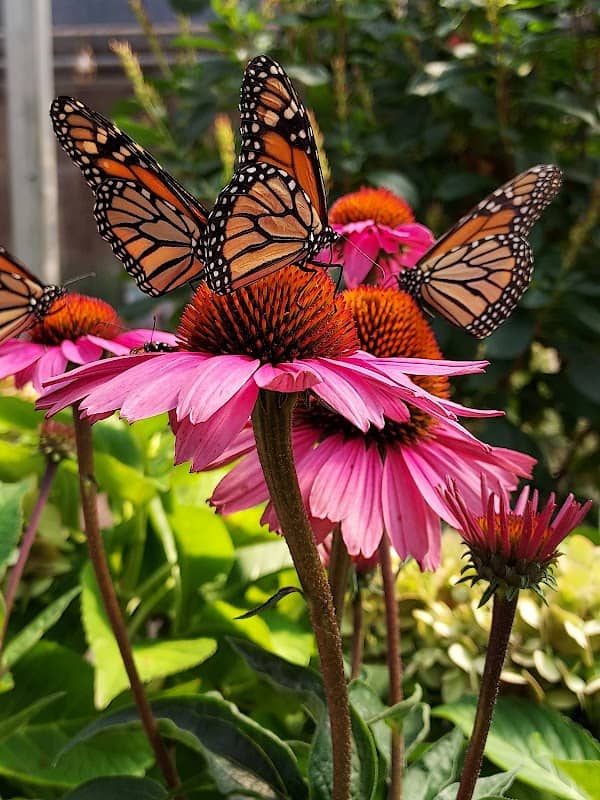 Thomson's Butterfly House - Image 2