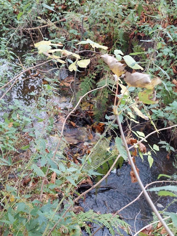 Moorreger Bach Wasserfall - Image 1