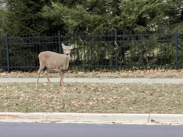 Linden Park - Image 1