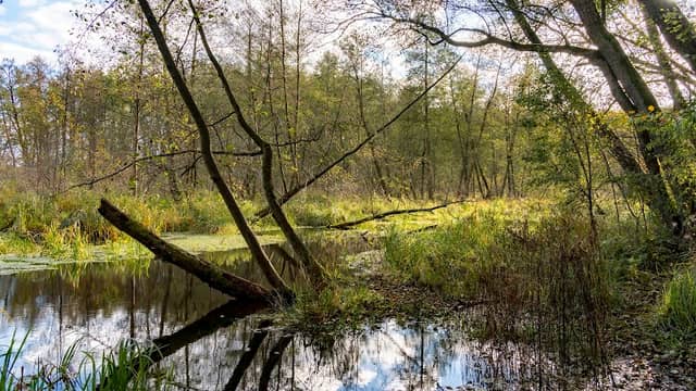 Löcknitztal Nature Reserve - Image 1