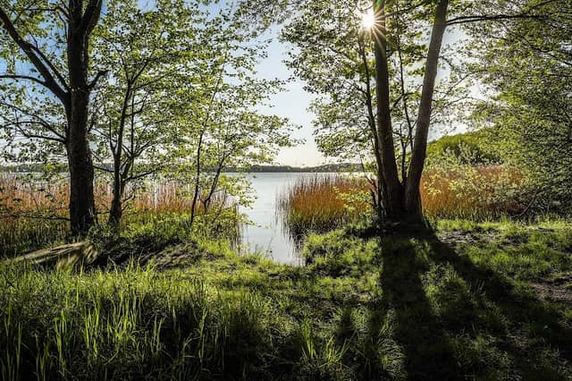 Pätzer Pateneiche - Image 1