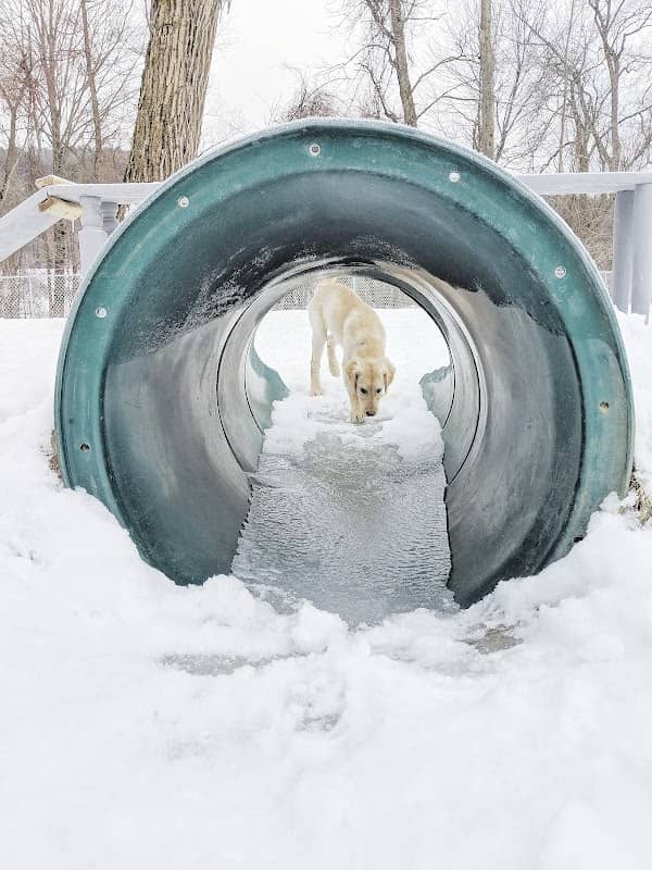 Waterbury Dog Park - Image 1