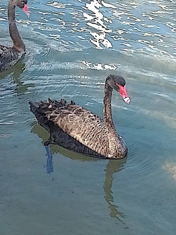 Mandurah Eastern Foreshore - Image 2