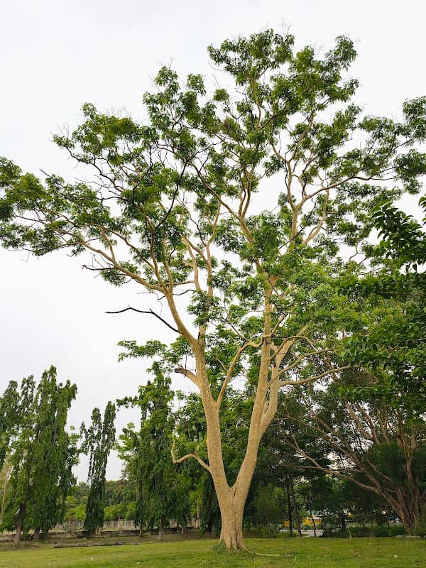 Swarnarekha Colony, tipudana, Ranchi, Jharkhand - Image 1