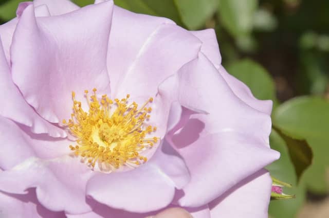 American Rose Center - Image 1