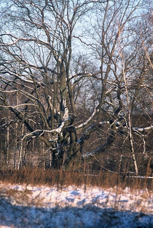 Klon - pomnik przyrody w latach 1979-2025 - Image 2