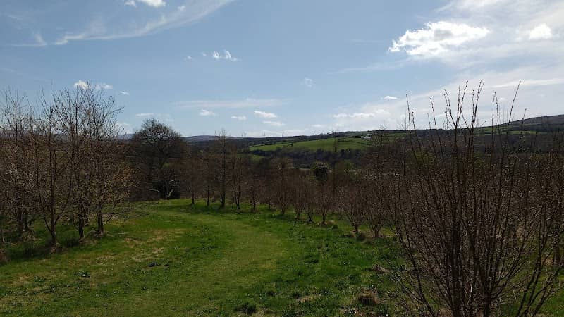 Burntollet Wood - Image 1