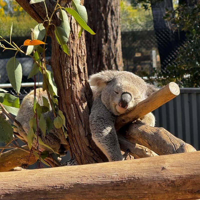 Australian Wildlife Sanctuary - Image 1