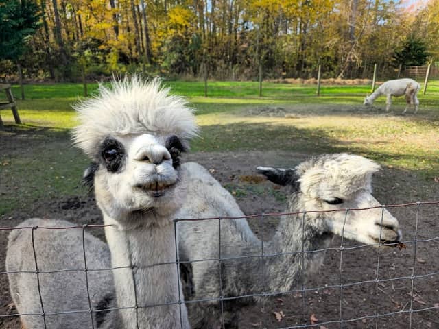 Jersey Shore Alpacas - Image 1