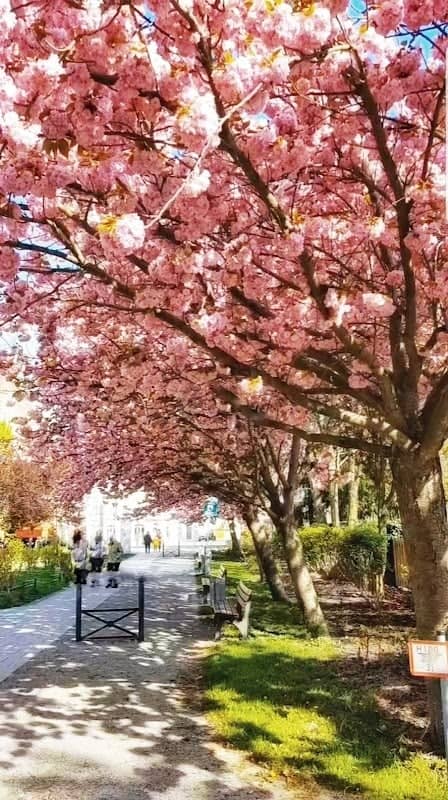 Kirschblüten Nuthepark - Image 1