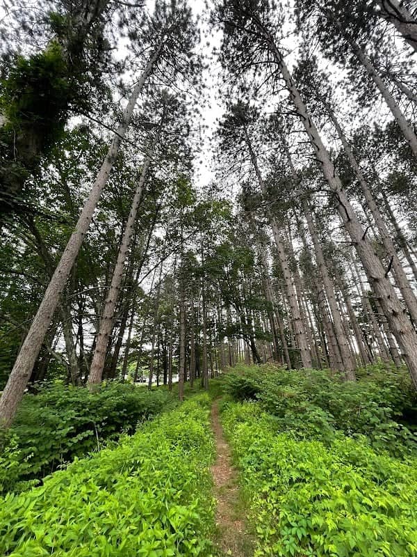 Ladies' Wildwood Park - Image 1