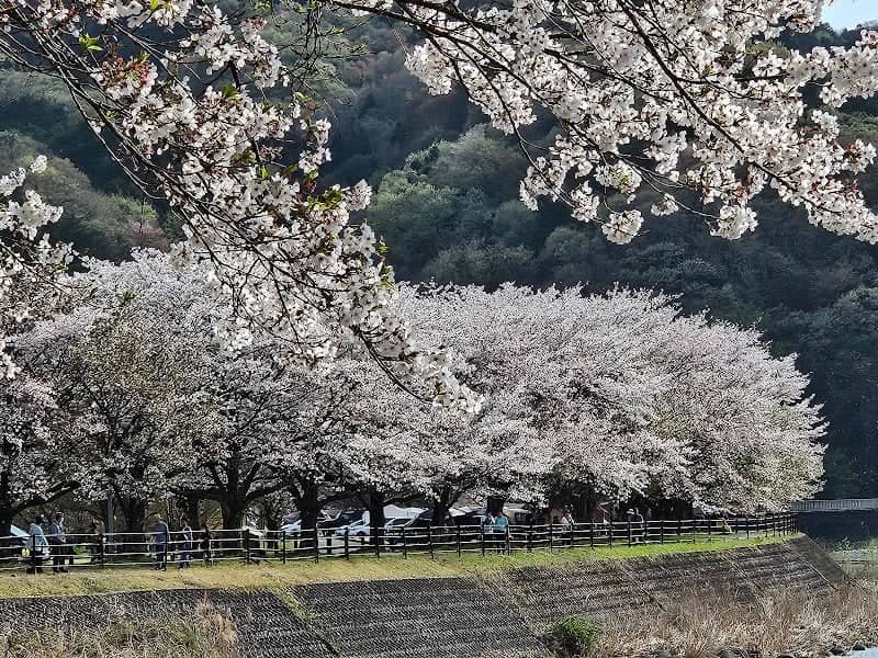 出会いの森の桜 - Image 1