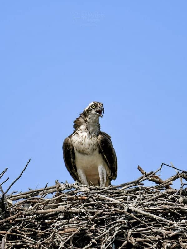 Broad River Wildlife Management Area - Image 3
