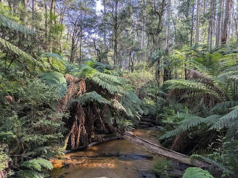 Reids Tramline Walk - Image 1