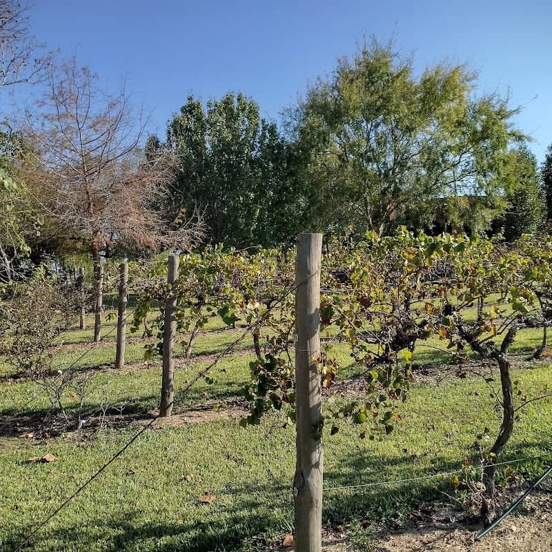 Yepez Vineyard - Image 1
