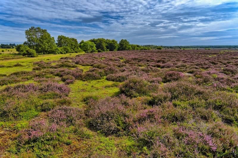 NWT Roydon Common - Image 1