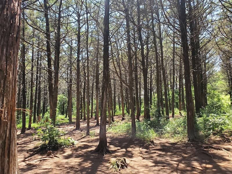 Parallel Forest - Image 2