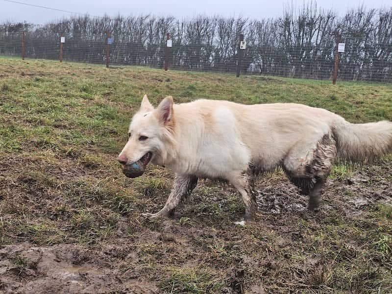 Kislingbury secure dog walking field - Image 1