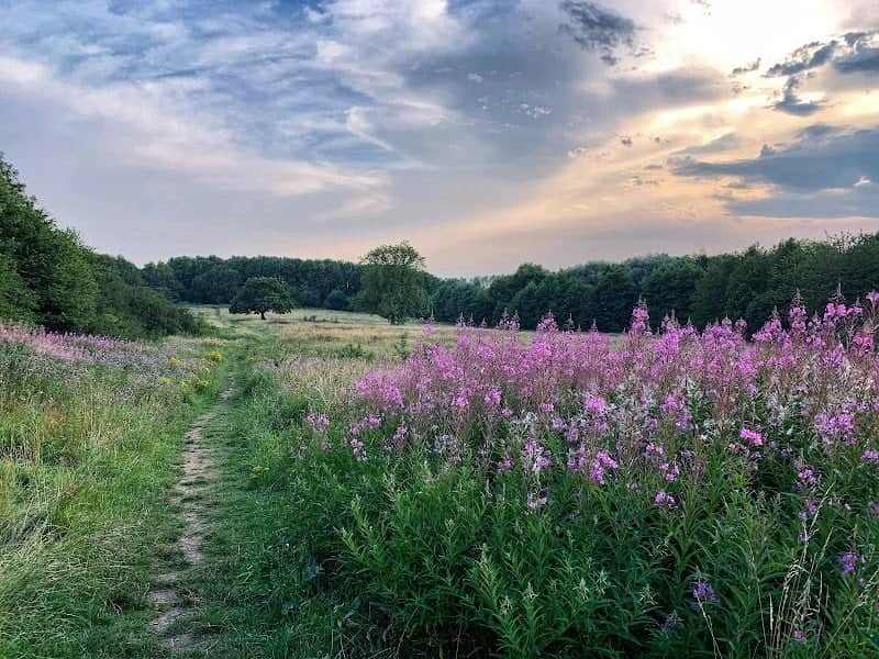 Sutton Meadows - Image 1